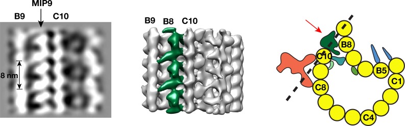 Figure 2—figure supplement 9.