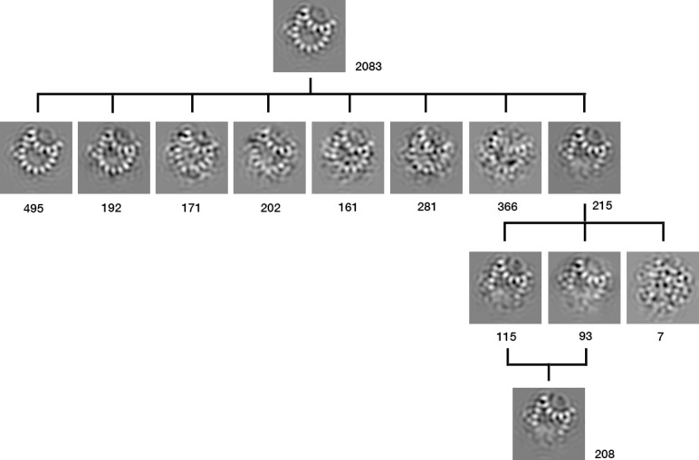 Figure 6—figure supplement 1.