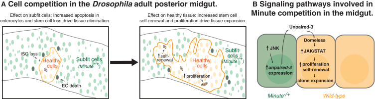 Figure 7