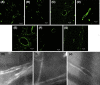 Fig. 3