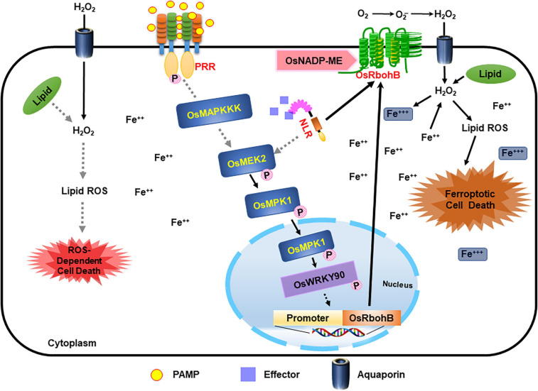 FIGURE 12