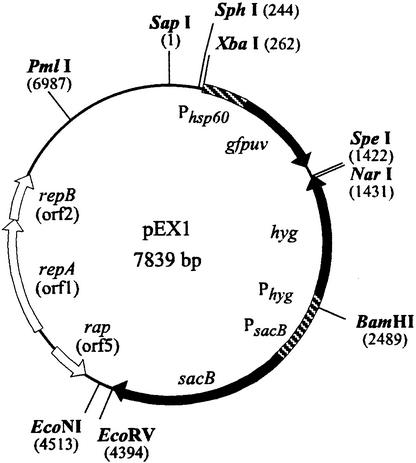 FIG. 1.