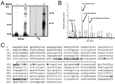 Figure 1