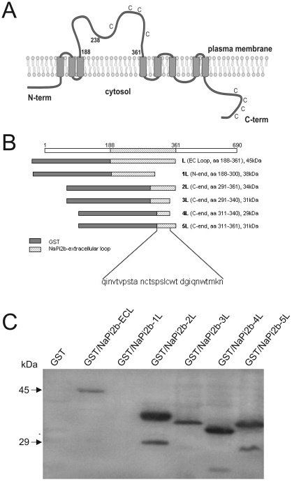 Figure 3