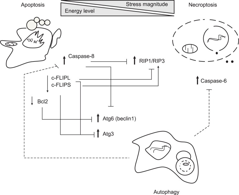 Fig. 2.