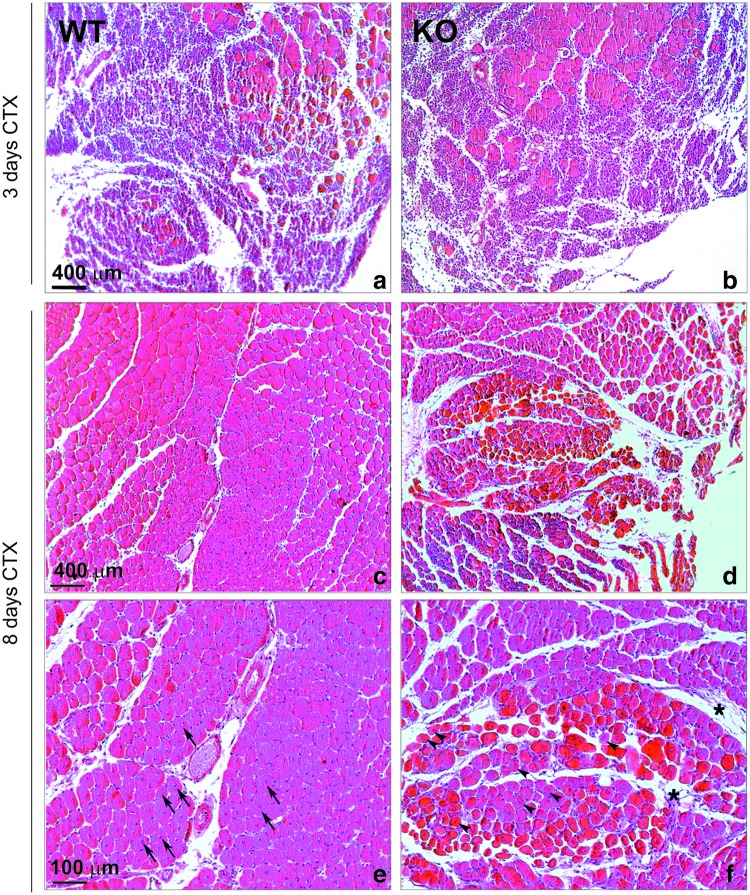 FIG. 9.