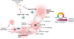 Figure 5. Targeting inflammation in myeloid neoplasms. Novel therapeutic strategies are emerging to target inflammatory pathways in myeloid neoplasms. Ongoing clinical trials include small molecules and neutralizing antibodies. Novel studies are suggesting the efficacy of some splicing inhibitors or the use of immune-checkpoint blockers in patients with high levels of inflammation showing exhausted and/or anergic immune cells. Future therapeutic options may include targeting the inflamed niche and eliminating fibrosis; achieving repression of CH will be a major milestone for preventative medicine (Created with BioRender.com).