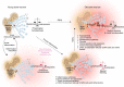 Figure 4. BM dynamics during aging and acute/chronic inflammation. Homeostatic hematopoiesis occurs in the BM and maintains a balance of mature immune cells. Emergency hematopoiesis is a process of rapid proliferation of HSPC due to an insult, which is rapidly resolved. The increased levels of ROS and inflammation may induce silent mutations in HSPC, which can be restricted by different checkpoints (repair mechanisms, immunosurveillance, repressor niches). Sustained inflammation may reprogram HSPC and the BM niches. Physiologic aging is associated with increased systemic levels of inflammatory cytokines (inflammaging) and erosion of the BM niche. The protumoral niches sculpting during chronic inflammation or aging and immune editing may create neighborhoods that allow the selection of mutant clones (Created with BioRender.com).
