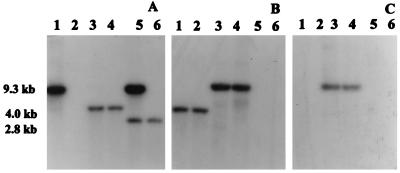 FIG. 5