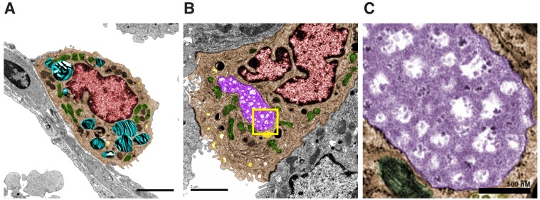 Figure 5—figure supplement 1.