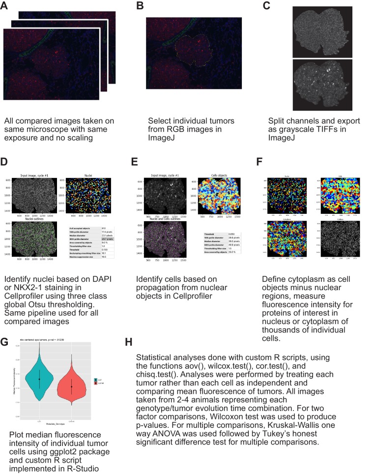 Figure 3—figure supplement 1.