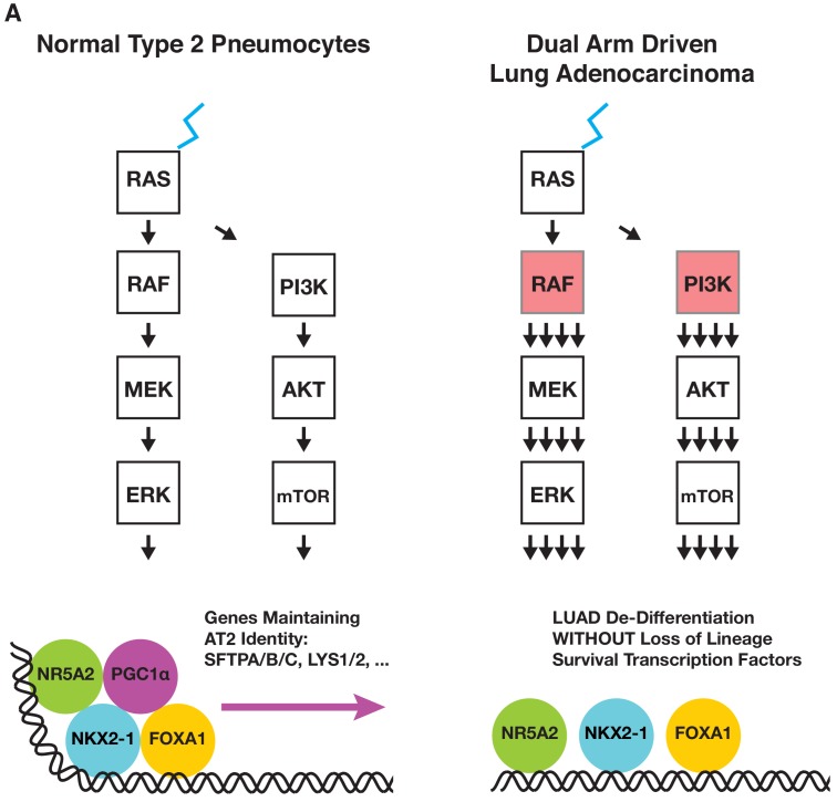 Figure 7—figure supplement 2.