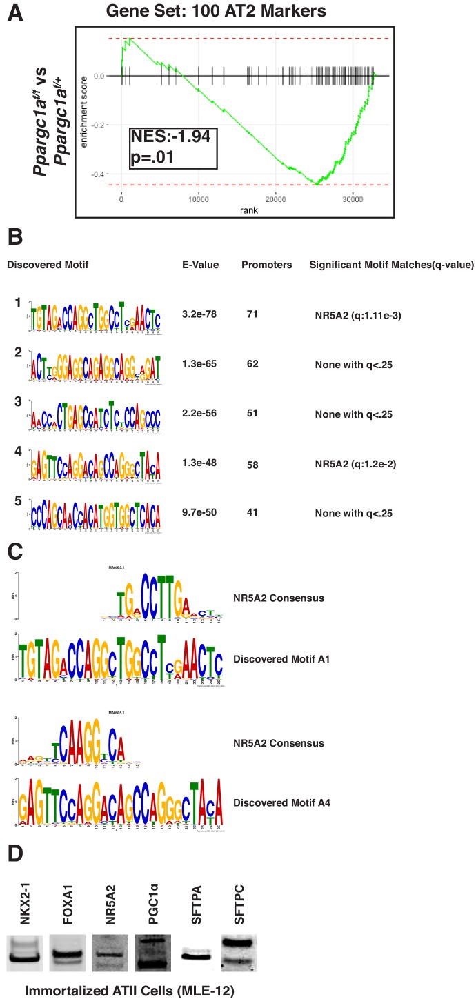 Figure 7—figure supplement 1.