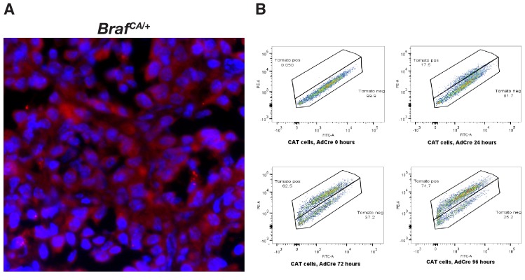 Figure 1—figure supplement 1.