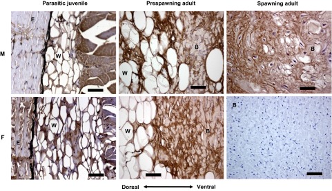 Fig. 9.