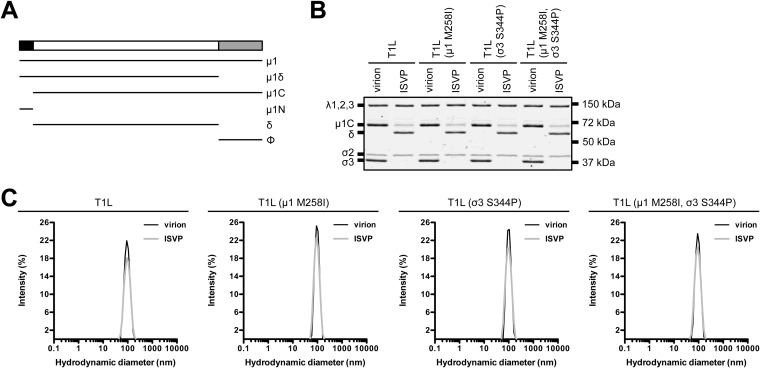 FIG 2