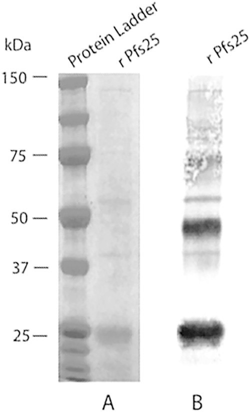 FIG 1