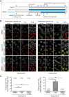 FIGURE 6: