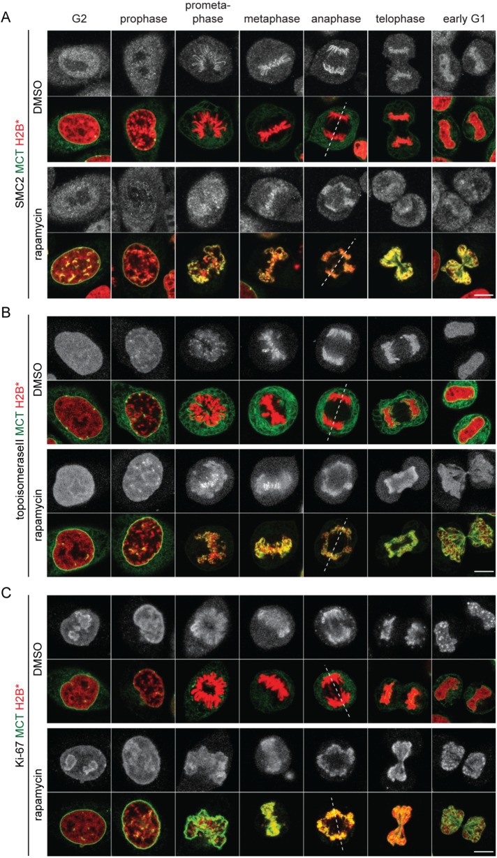 FIGURE 5: