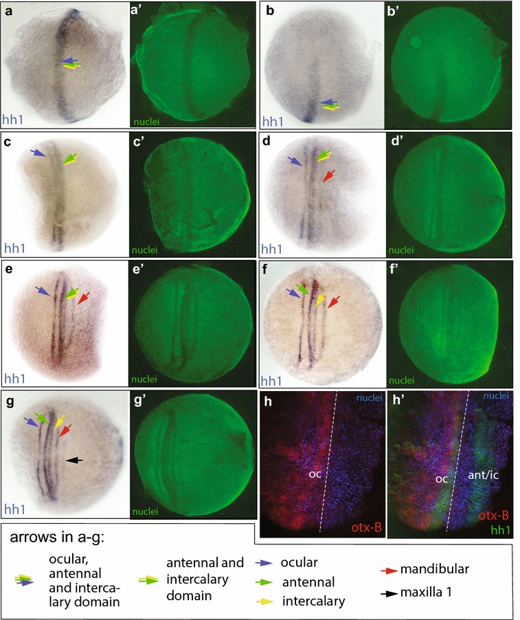 Fig. 4