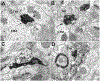 Fig. 15.
