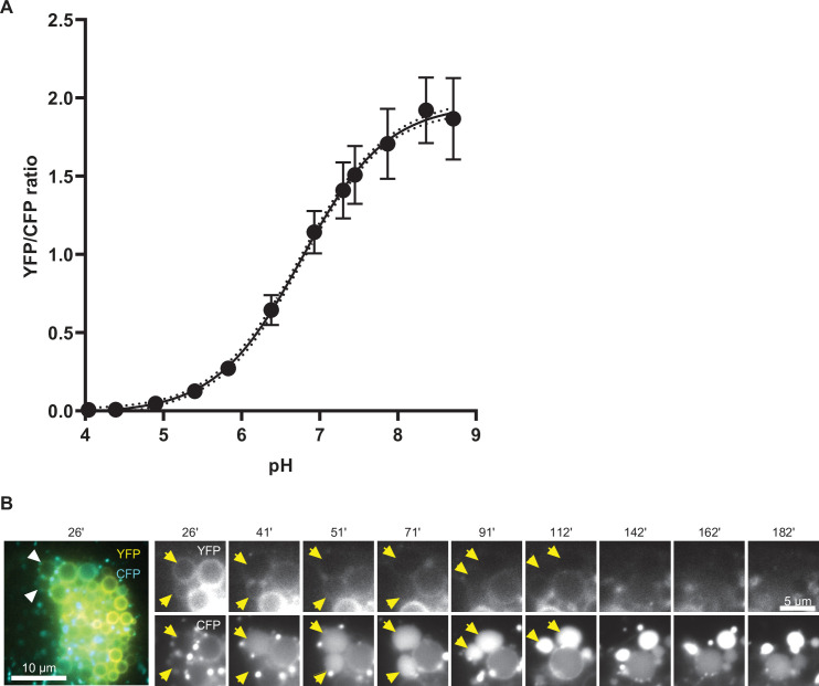 Figure 10—figure supplement 1.