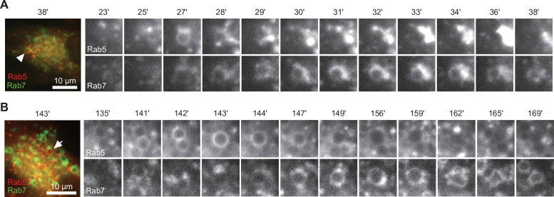 Figure 1—figure supplement 2.