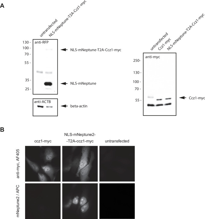 Figure 12—figure supplement 2.