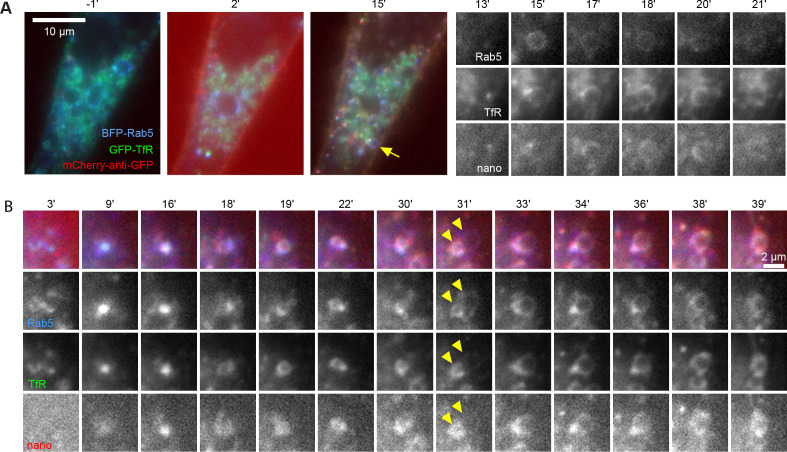 Figure 3—figure supplement 2.