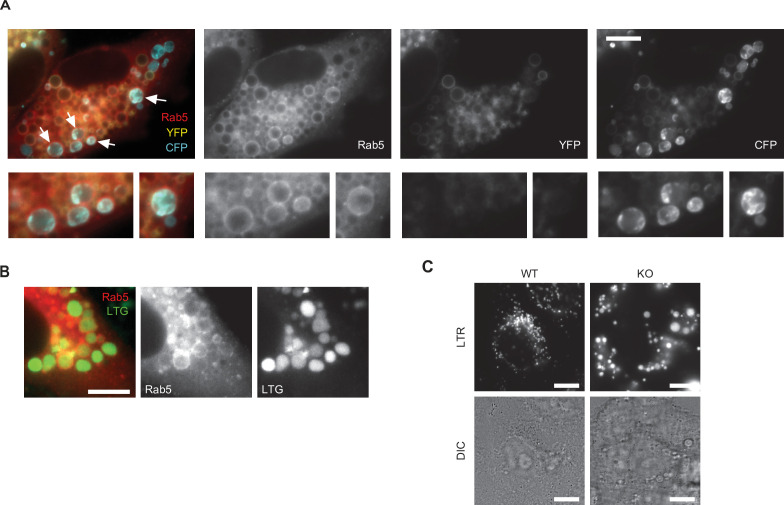 Figure 13—figure supplement 1.