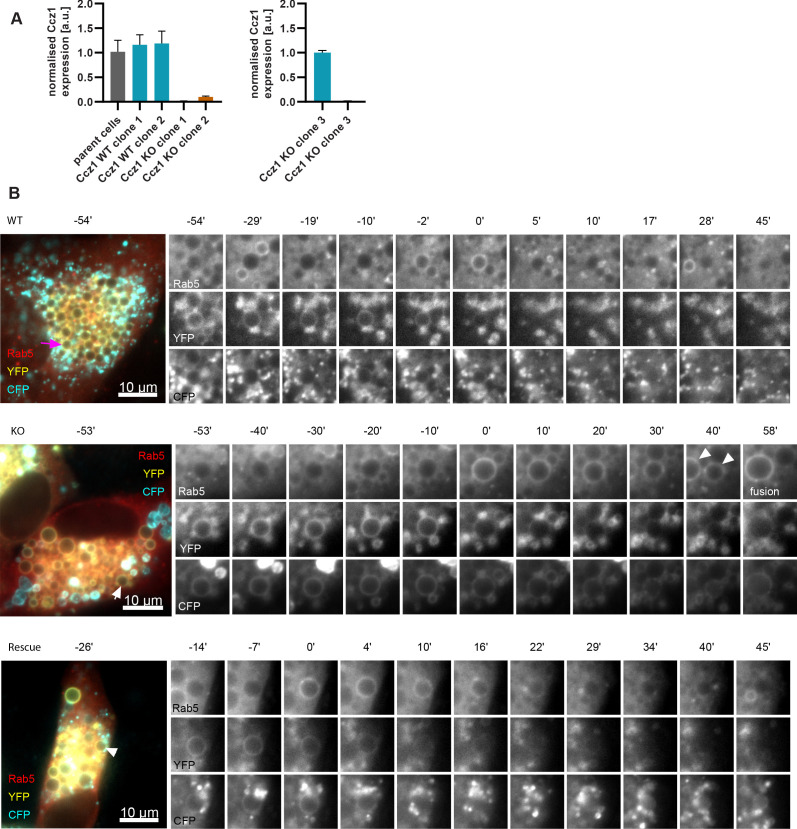 Figure 12—figure supplement 1.