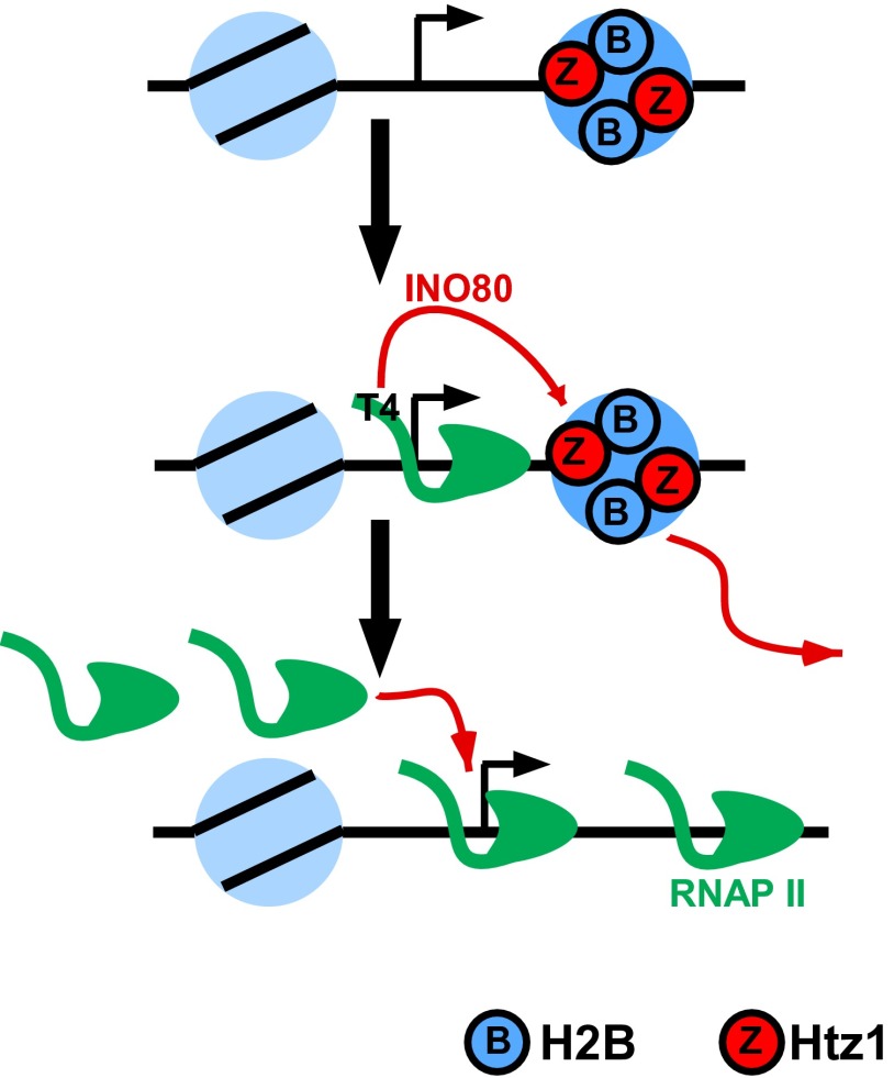 Fig. 6.