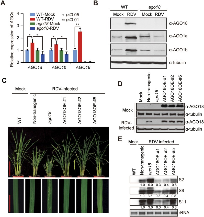 Figure 2—figure supplement 4.