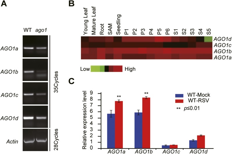 Figure 1—figure supplement 1.