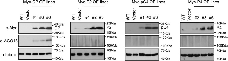 Figure 2—figure supplement 2.