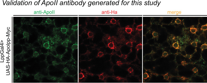 Figure 4—figure supplement 1.