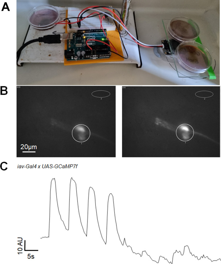 Figure 6—figure supplement 1.