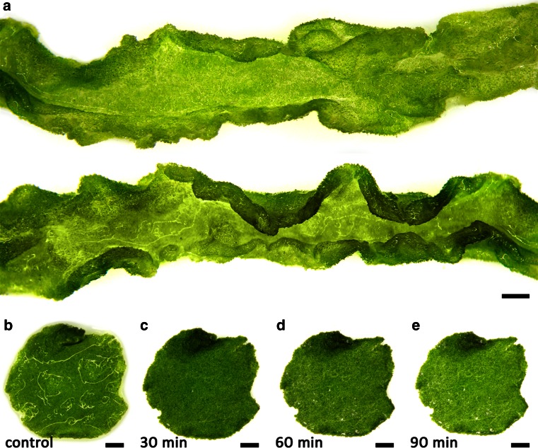 Fig. 2