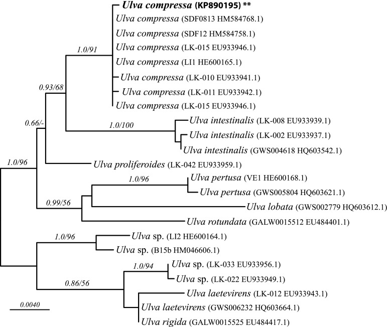 Fig. 1