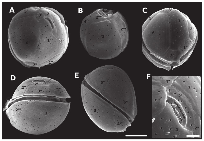 Figure 5