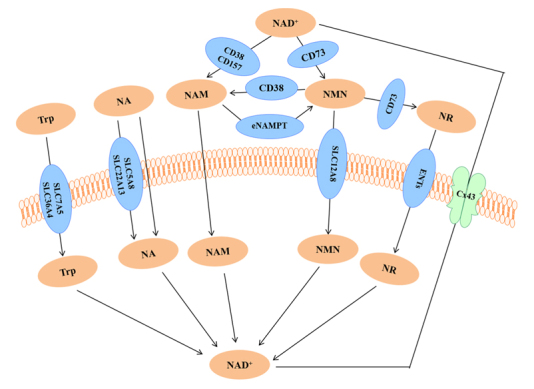 Figure 4.