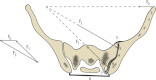 Fig. 11