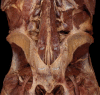 Fig. 10