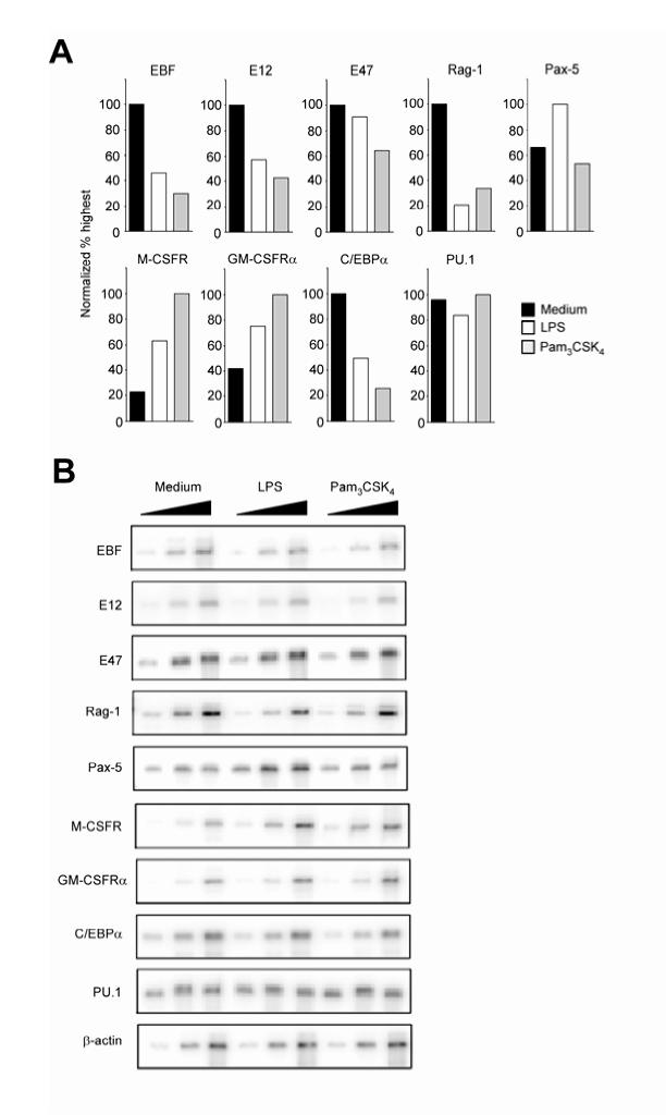 Supplementary Figure 6