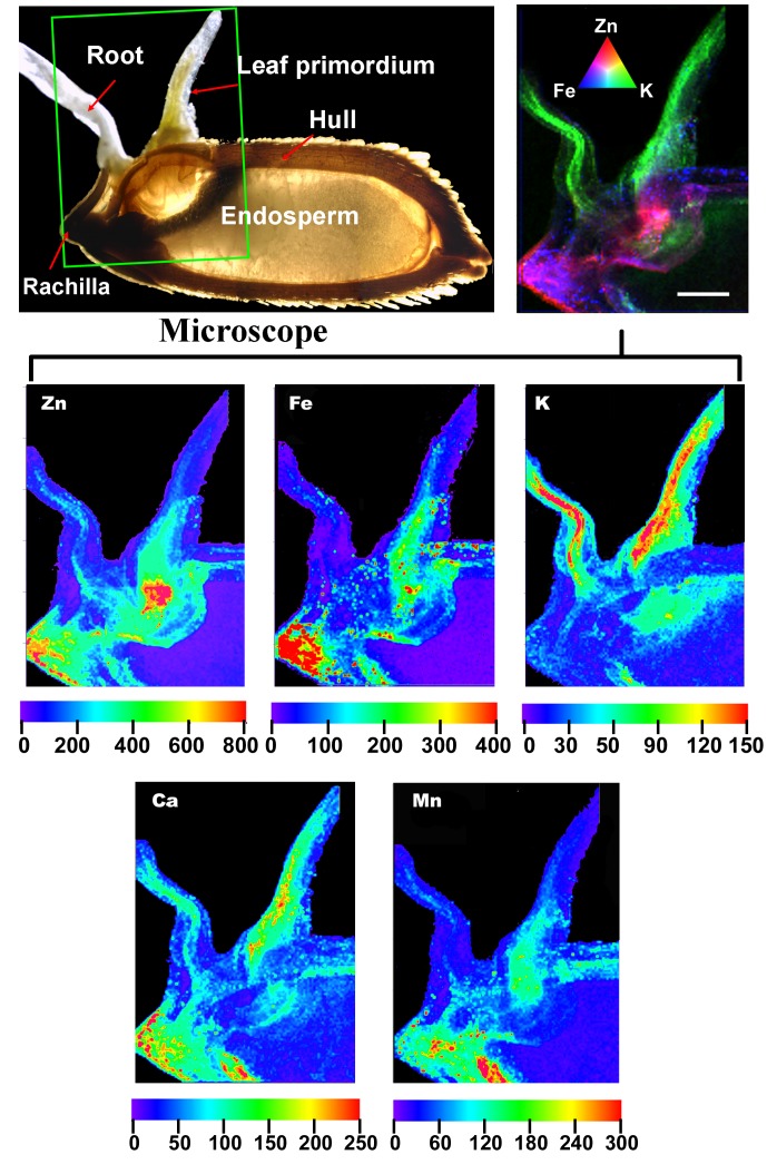 Figure 6