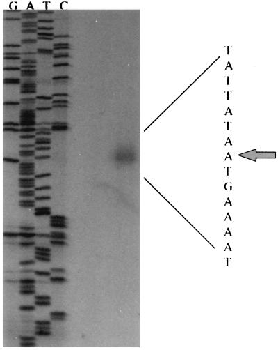 FIG. 6