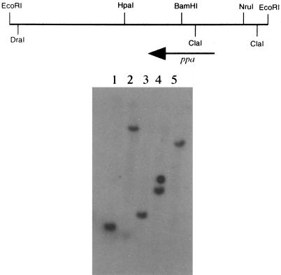 FIG. 5