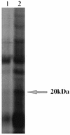FIG. 7