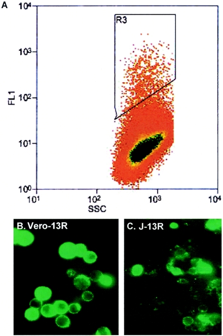 FIG. 2.