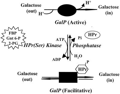 FIG. 1